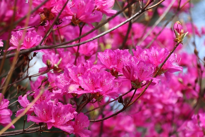 桜にはまだ少し早い公園散歩でミツバツツジ見っけ～_b0175688_20073617.jpg