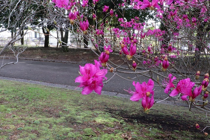 桜にはまだ少し早い公園散歩でミツバツツジ見っけ～_b0175688_20075891.jpg