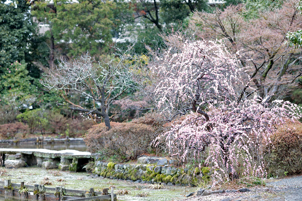 梅宮大社　神苑　-135ｍｍ-_d0011713_17412447.jpg