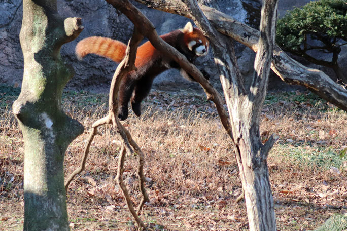 レッサーパンダの子供たち「フジマル＆ランマル」全力追いかけっこ！！ （多摩動物公園）_b0355317_22133295.jpg