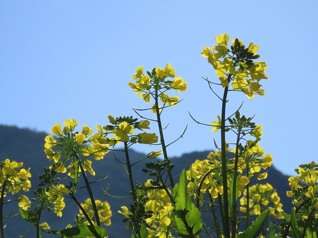 向井の菜の花畑（撮影：3月10日）_e0321325_15075156.jpg