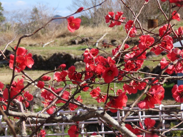 咲き誇るボケの花（撮影：3月10日）_e0321325_15262216.jpg