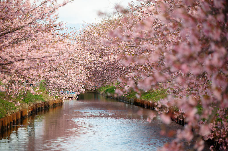 三重遠征　河津桜＠笠松河津桜ロード_f0032011_20455587.jpg