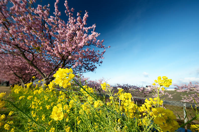 三重遠征　河津桜＠笠松河津桜ロード_f0032011_20470948.jpg