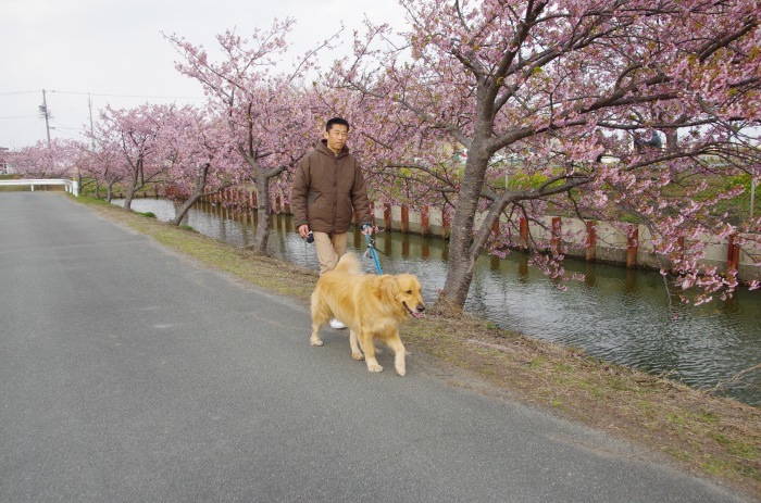 かざはやの里、笠松河津桜_f0195813_13513906.jpg