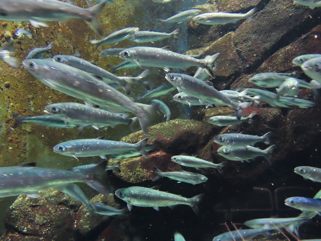 3月14日　加茂水族館にて　1_e0128144_04383026.jpg