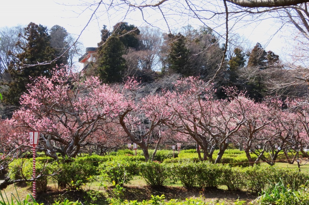 袖ケ浦公園のお花畑など_b0236251_20433865.jpg