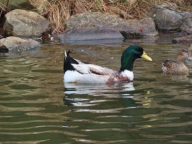 松尾池の鳥たち_e0046477_15131585.jpg