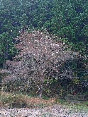 時知らずの桜　　　鈴木千登世_f0371014_10334354.jpg