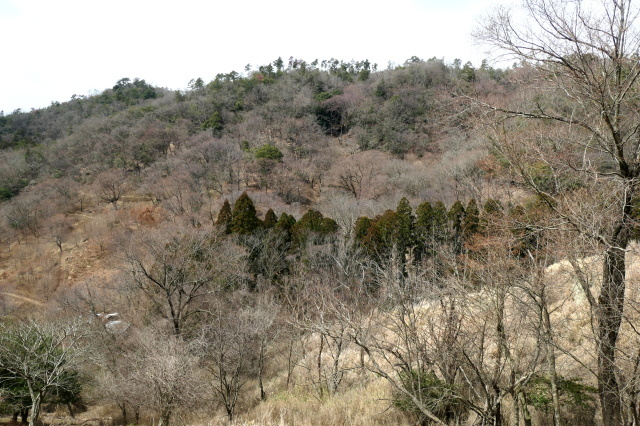 2024年　黒川・桜の森　　花便り_b0420415_20575263.jpg