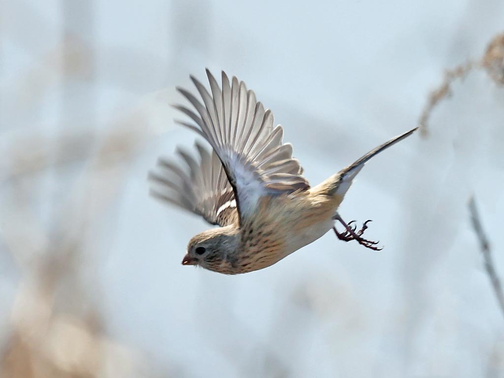 今日の鳥見_b0387717_17520140.jpg