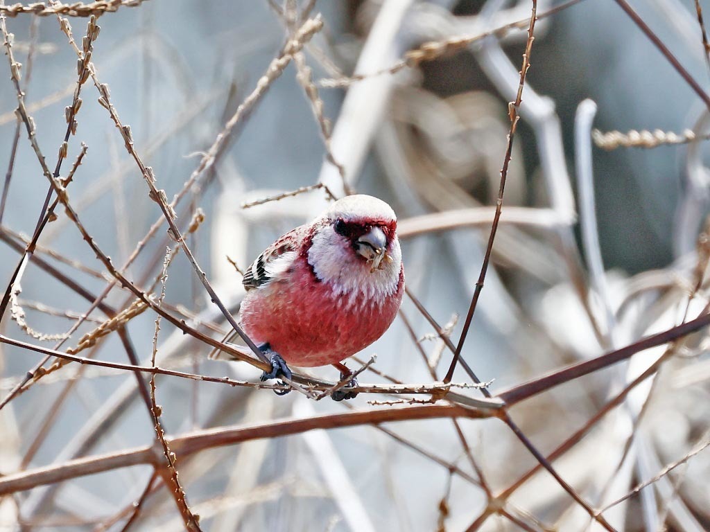 今日の鳥見_b0387717_17531320.jpg