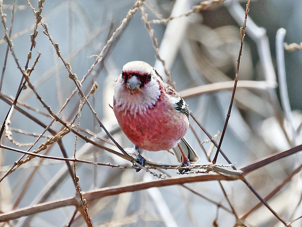 今日の鳥見_b0387717_17532784.jpg