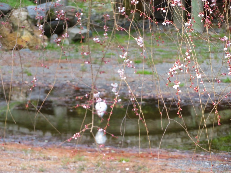 京都御苑「旧近衛邸庭園と糸桜」20240319_e0237645_10424201.jpg