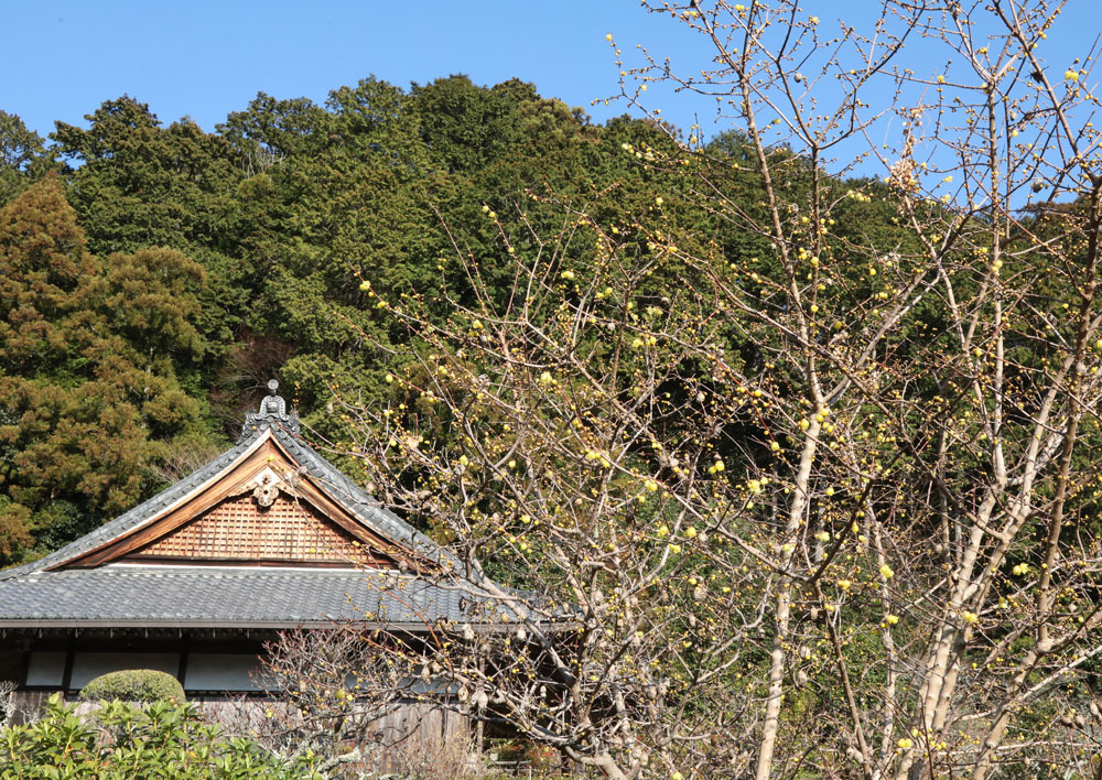 御所市　船宿寺　サザンカ　蝋梅_c0108146_23101495.jpg