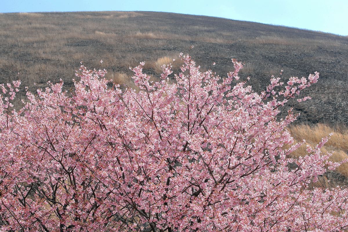 伊豆の桜_b0184848_11442665.jpg