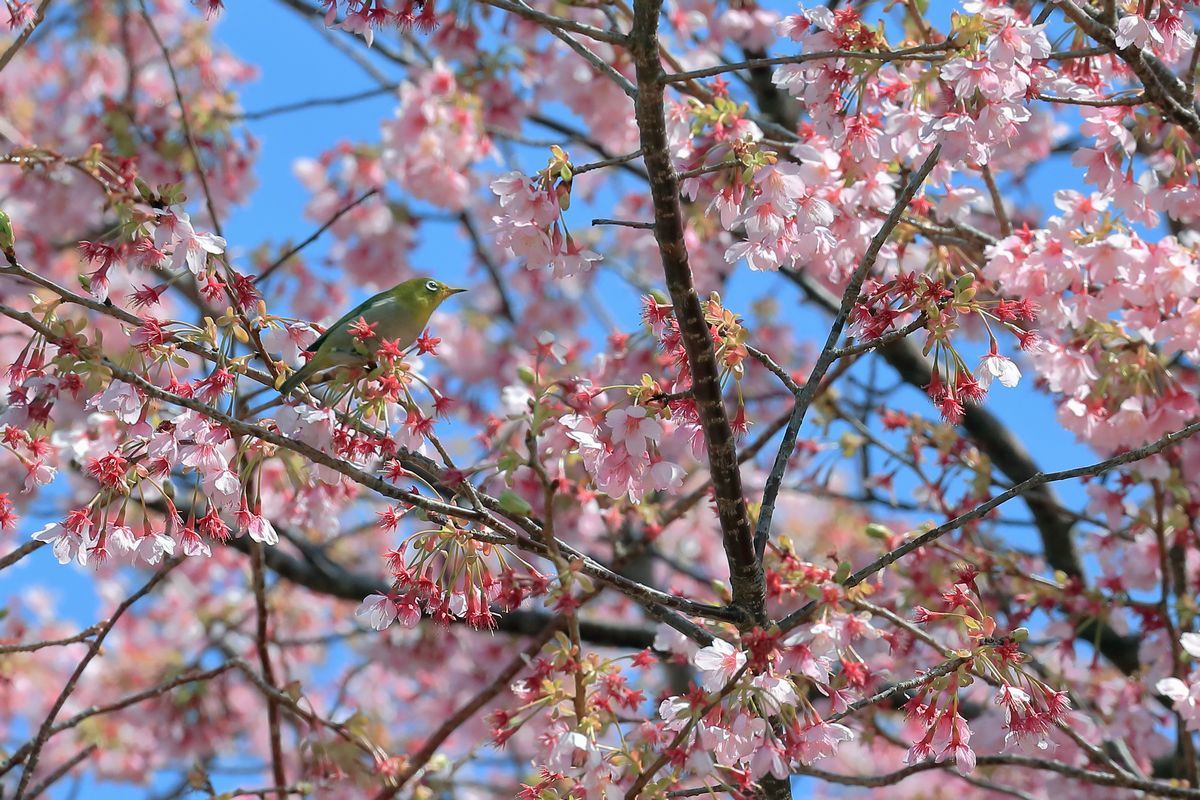 伊豆の桜_b0184848_11443883.jpg