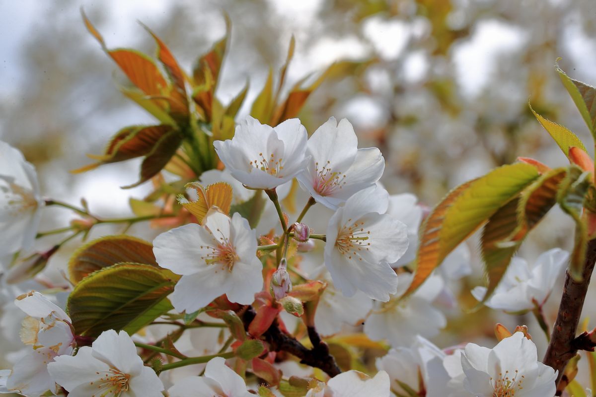 伊豆の桜_b0184848_11445675.jpg