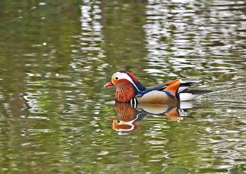 水元公園＝オシドリ♂　_d0346977_16514109.jpg