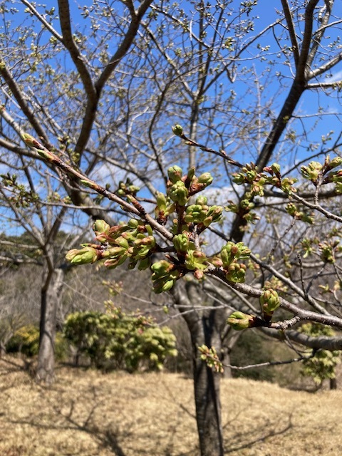 宮路山から望む富士山_a0026295_15374248.jpg