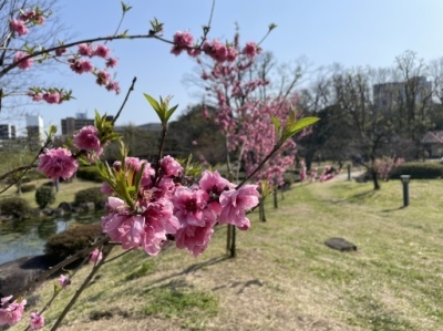 桜には早めの大川（旧淀川）沿い　藤田邸跡公園　_d0013513_17260307.jpeg