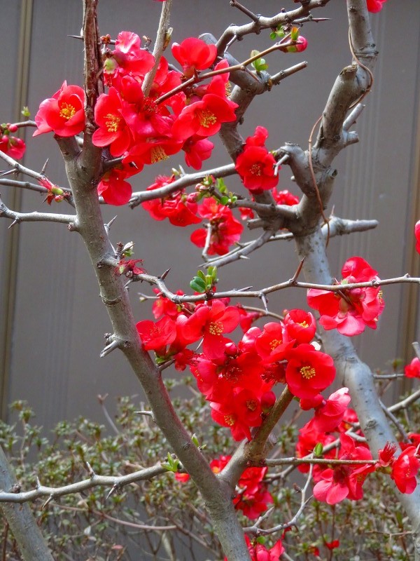 菅大臣天満宮「木瓜の花」他20240314_e0237645_21510937.jpg