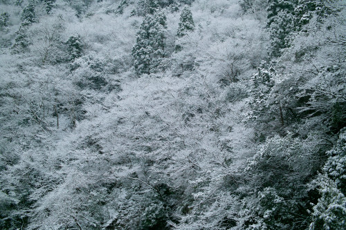 春雪景色・・・R367沿いでマメザクラが開花！_d0005250_15544860.jpg