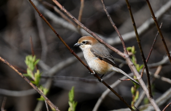 公園の鳥さん達_a0362854_22185006.jpg