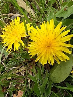     久しぶり  わが家の春の野の花 ・・　( ３ /  2 3 )_e0354596_17460304.jpg