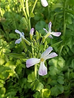     久しぶり  わが家の春の野の花 ・・　( ３ /  2 3 )_e0354596_19262697.jpg