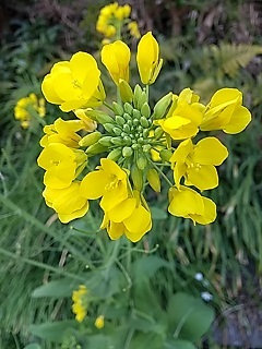     久しぶり  わが家の春の野の花 ・・　( ３ /  2 3 )_e0354596_19574338.jpg