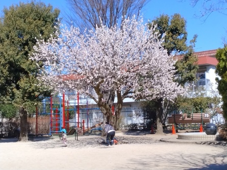 歩く「浜田山駅南地域の4公園」_b0089323_12343016.jpg