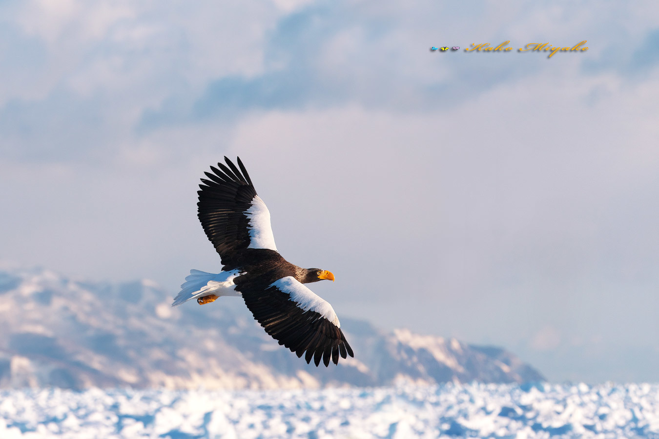 オオワシ（Steller\'s sea eagle）_d0013455_21233775.jpg