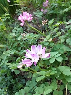     久しぶり  わが家の春の野の花 ・・　( ３ /  2 3 )_e0354596_14053566.jpg