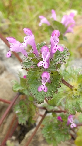     久しぶり  わが家の春の野の花 ・・　( ３ /  2 3 )_e0354596_15020128.jpg