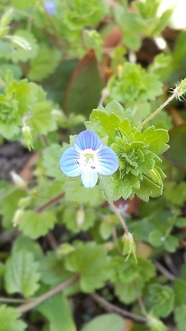     久しぶり  わが家の春の野の花 ・・　( ３ /  2 3 )_e0354596_15225093.jpg