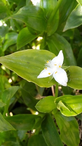     久しぶり  わが家の春の野の花 ・・　( ３ /  2 3 )_e0354596_15294462.jpg