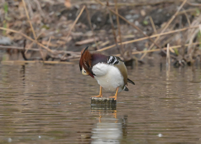 見沼自然公園へ_f0133213_23561543.jpg