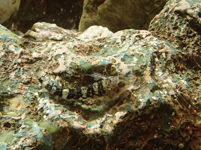 しながわ水族館：「潮の満ち干と生物」～シマイサキとシマスズメダイの幼魚_b0355317_14100629.jpg