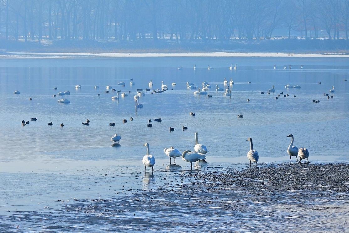 ハクチョウ　多々良沼　雪の思い出_a0031821_21411736.jpg