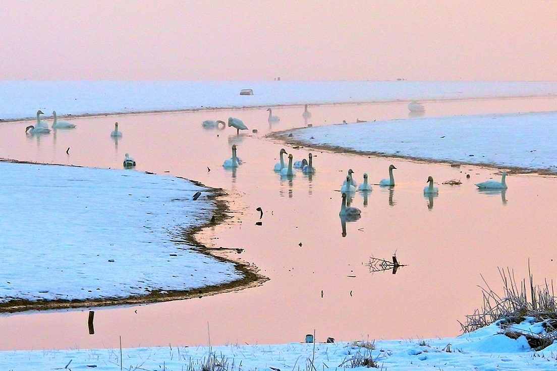 ハクチョウ　多々良沼　雪の思い出_a0031821_21411749.jpg