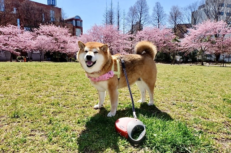 桜はまだかいな⑯   錦町公園のコヒガンザクラ_b0314043_08562592.jpeg