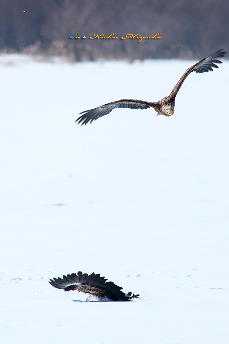 オジロワシ（White-tailed eagle）✖オジロワシ（White-tailed eagle）２_d0013455_12255267.jpg