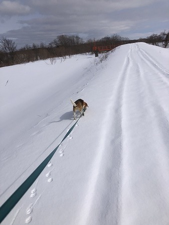 こつぶ・・久しぶりの堤防歩き、その２。_d0251572_22234313.jpg