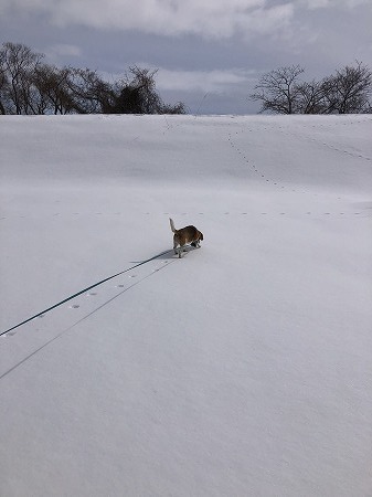 こつぶ・・久しぶりの堤防歩き、その２。_d0251572_23274845.jpg