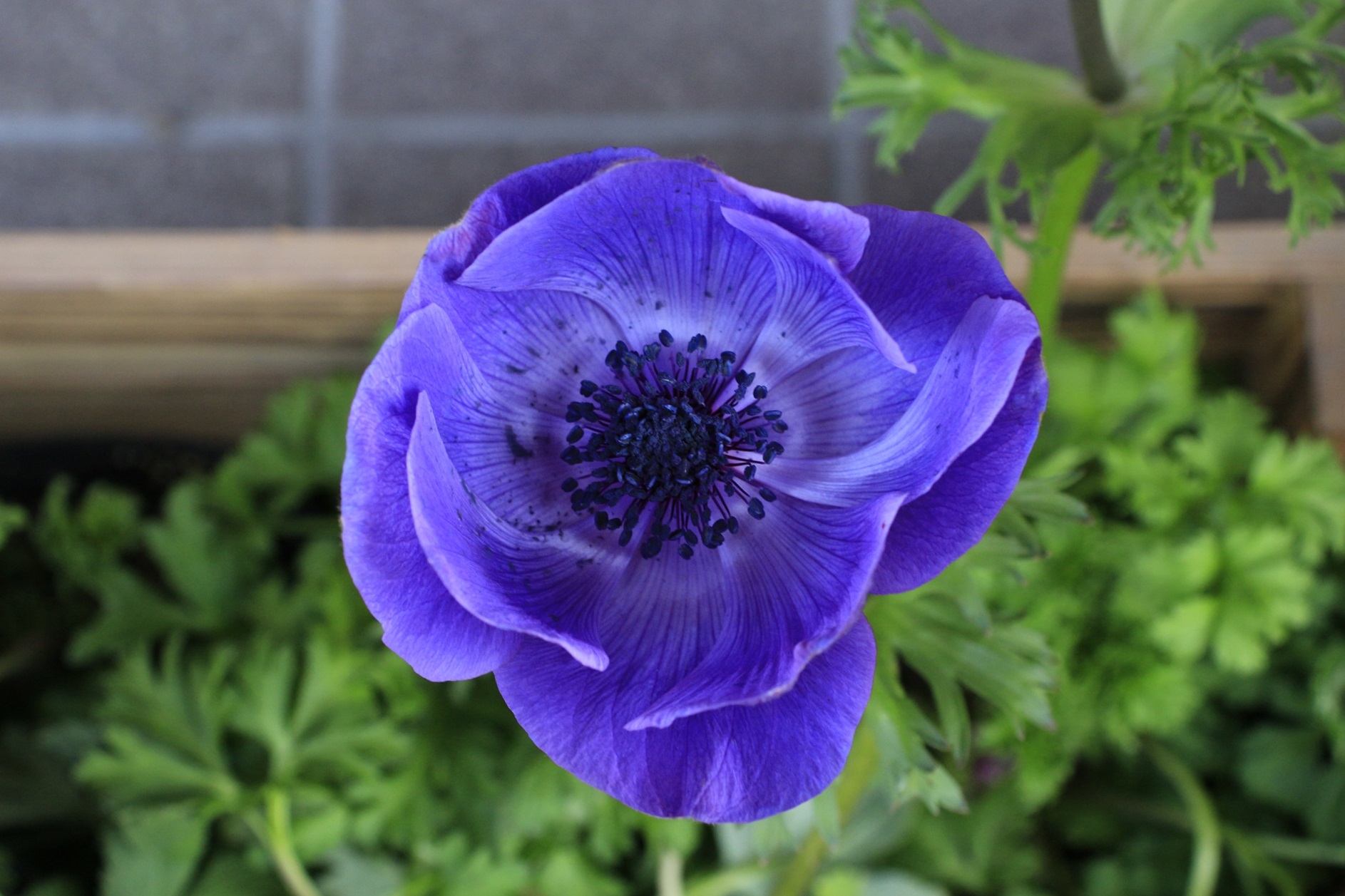 春の花々　～京都府立植物園～_a0107574_15012720.jpg