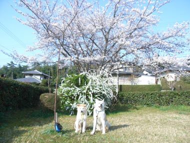 大和と飛鳥丸の軌跡　#16_c0257276_13533020.jpg