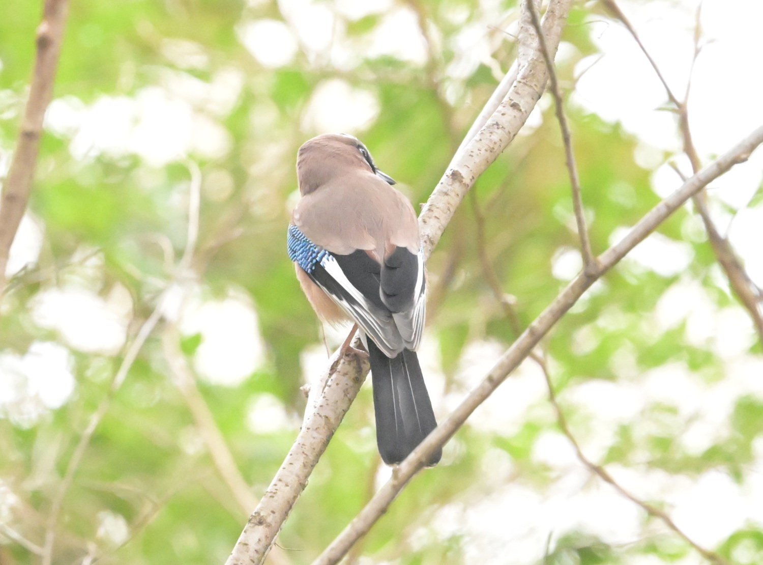 見沼自然公園へ_f0133213_00091618.jpg