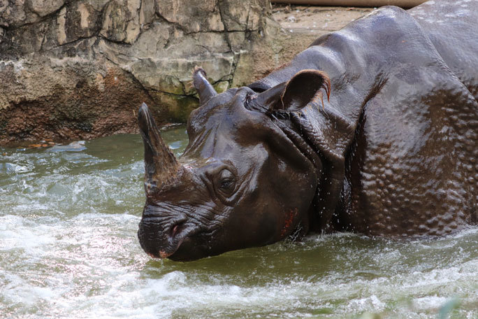 豪快、水浴び！インドサイ「ゴポン」！！（多摩動物公園 November 2021）_b0355317_21532027.jpg