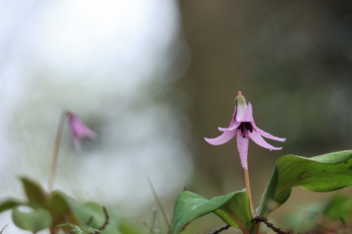 自主撮影会第二弾・・・雨ではかたくりの花は開きませんので、雫のついた花を撮りましたが、ピントいまいち_b0173619_21510873.jpg